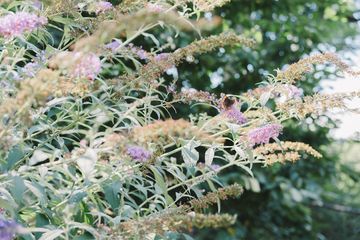 Jenny's Garden   Riverside Valley Community Garden 13 Gardens For Kids Hamilton Heights Harlem