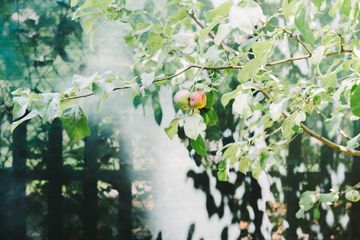 Jenny's Garden   Riverside Valley Community Garden 14 Gardens For Kids Hamilton Heights Harlem