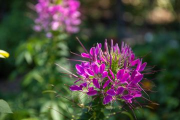 Jenny's Garden   Riverside Valley Community Garden 18 Gardens For Kids Hamilton Heights Harlem