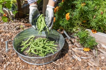 Jenny's Garden   Riverside Valley Community Garden 19 Gardens For Kids Hamilton Heights Harlem