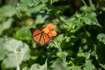 Jenny's Garden   Riverside Valley Community Garden 21 Gardens For Kids Hamilton Heights Harlem