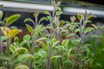 LYFE Kitchen 6 Vegetarian American Gluten Free Midtown West