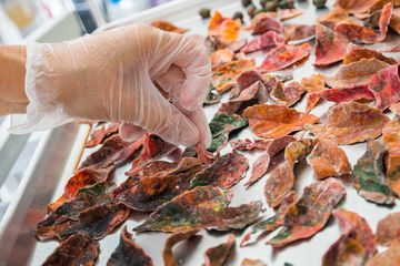 Sugar Sketch 4 Bakeries Caterers East Village Alphabet City Loisaida