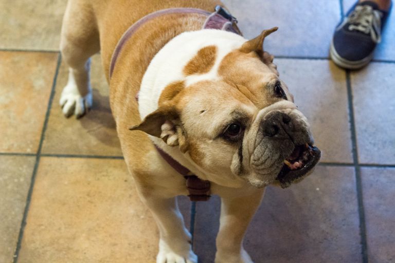 Cooper Square Veterinary Hospital 1 Veterinarians East Village