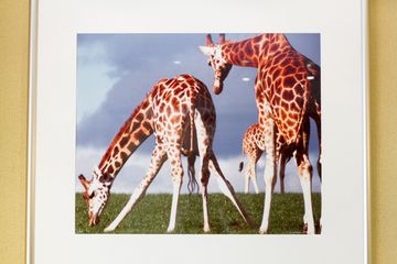 Cooper Square Veterinary Hospital 4 Veterinarians East Village