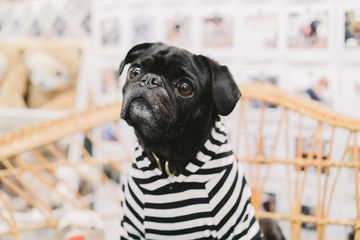 Love Thy Beast 1 Pet Stores East Village