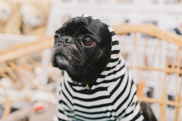 Love Thy Beast 2 Pet Stores East Village