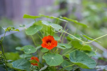 GG's 19 Italian Alphabet City Loisaida East Village