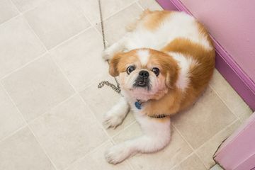 Doggie Dearest Dog and Cat Grooming 4 Pet Groomers Alphabet City Loisaida East Village