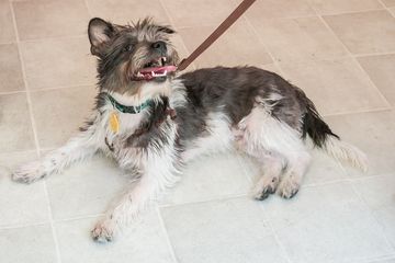 Doggie Dearest Dog and Cat Grooming 6 Pet Groomers Alphabet City Loisaida East Village