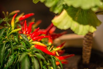 Timna 18 Mediterranean East Village