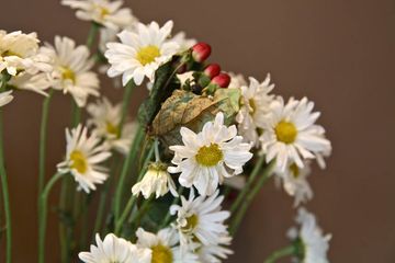DF Mavens 11 Coffee Shops Ice Cream East Village