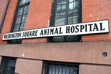 Washington Square Animal Hospital 1 Veterinarians East Village