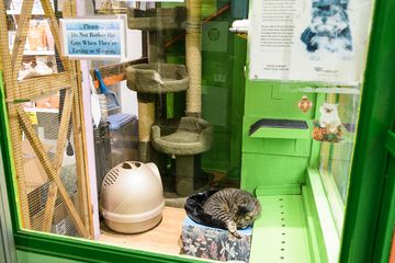 Whiskers Holistic Petcare 10 Pet Stores East Village