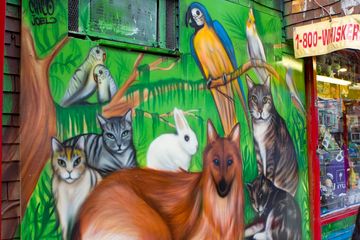 Whiskers Holistic Petcare 11 Pet Stores East Village