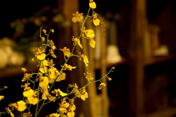 Fleurs Bella 7 Videos Florists Greenwich Village