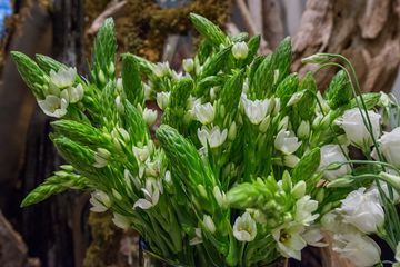 Fleurs Bella 27 Videos Florists Greenwich Village