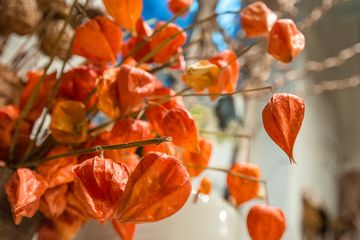 Fleurs Bella 32 Videos Florists Greenwich Village