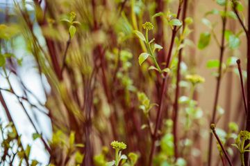 Banchet Flowers 11 Florists Chelsea