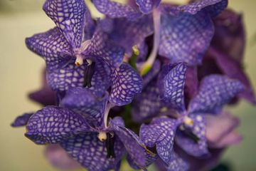 Banchet Flowers 12 Florists Chelsea