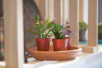 Darrow's Farm Fresh 12 Gluten Free Health Food Juice Bars Smoothies Gramercy