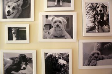 D is for Doggy 1 Doggy Daycares undefined