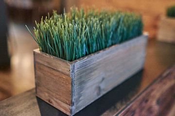 Koa 14 Japanese Chinese Flatiron