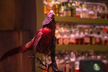 The Flatiron Room 5 Bars Jazz Blues Flatiron Tenderloin