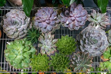 Starbright Floral Design 14 Florists Family Owned Flower District Tenderloin Chelsea
