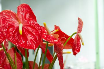 Starbright Floral Design 18 Florists Family Owned Flower District Tenderloin Chelsea