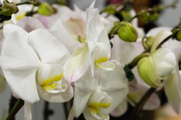 Starbright Floral Design 19 Florists Family Owned Flower District Tenderloin Chelsea