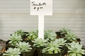 Starbright Floral Design 22 Florists Family Owned Flower District Tenderloin Chelsea