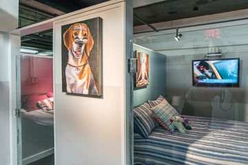 D Pet Hotels 4 Doggy Daycares Flower District Tenderloin Chelsea