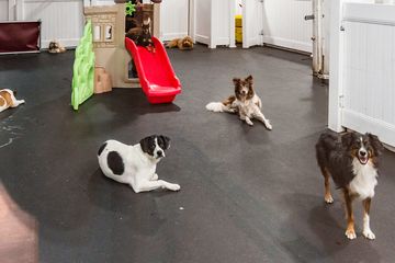 D Pet Hotels 7 Doggy Daycares Flower District Tenderloin Chelsea