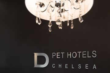 D Pet Hotels 8 Doggy Daycares Chelsea Flower District Tenderloin