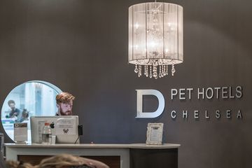D Pet Hotels 10 Doggy Daycares Chelsea Flower District Tenderloin