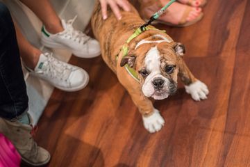 D Pet Hotels 12 Doggy Daycares Flower District Tenderloin Chelsea