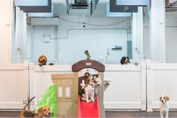 D Pet Hotels 13 Doggy Daycares Flower District Tenderloin Chelsea