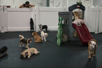 D Pet Hotels 14 Doggy Daycares Flower District Tenderloin Chelsea