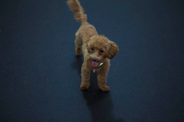 D Pet Hotels 16 Doggy Daycares Flower District Tenderloin Chelsea