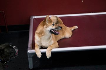 D Pet Hotels 17 Doggy Daycares Flower District Tenderloin Chelsea