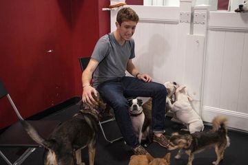 D Pet Hotels 18 Doggy Daycares Flower District Tenderloin Chelsea