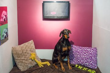 D Pet Hotels 1 Doggy Daycares Flower District Tenderloin Chelsea