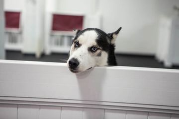 D Pet Hotels 19 Doggy Daycares Flower District Tenderloin Chelsea