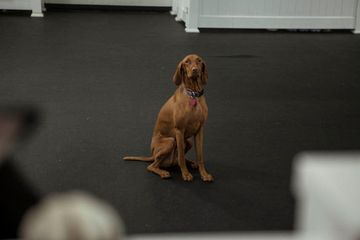 D Pet Hotels 20 Doggy Daycares Flower District Tenderloin Chelsea