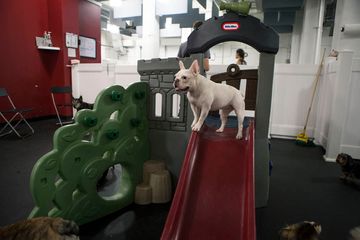 D Pet Hotels 21 Doggy Daycares Flower District Tenderloin Chelsea