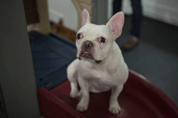 D Pet Hotels 22 Doggy Daycares Flower District Tenderloin Chelsea