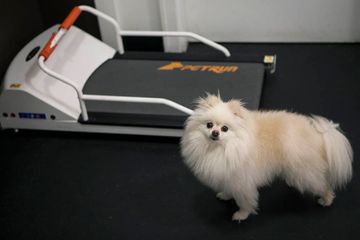 D Pet Hotels 23 Doggy Daycares Flower District Tenderloin Chelsea