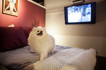 D Pet Hotels 24 Doggy Daycares Chelsea Flower District Tenderloin